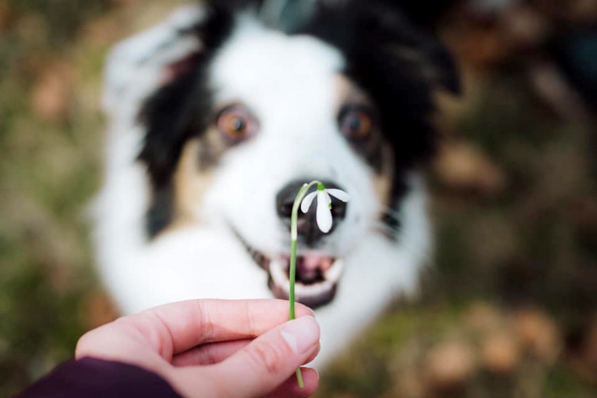 AussiePride - Australian Shepherds image by pet owner