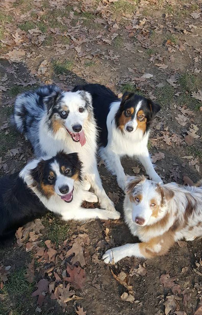 AussiePride - Australian Shepherds image by pet owner