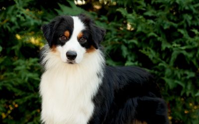 Murphy
