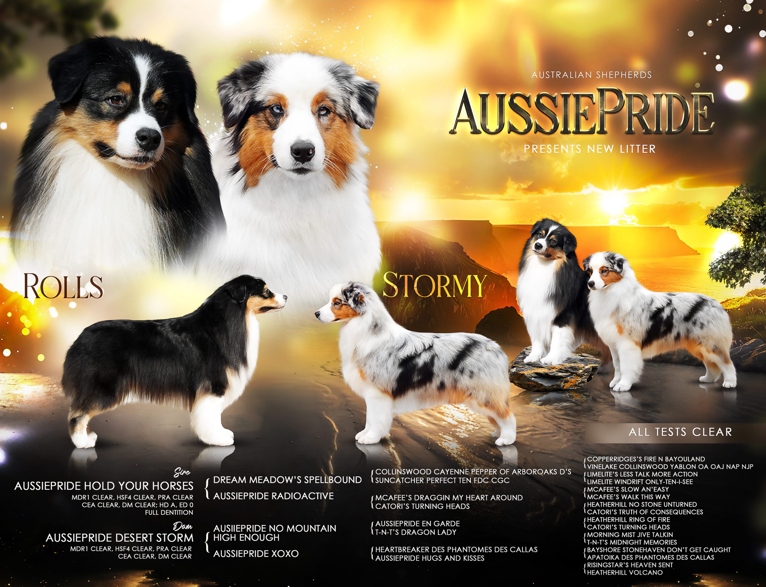rolls x stormy advert ciobanesc australian